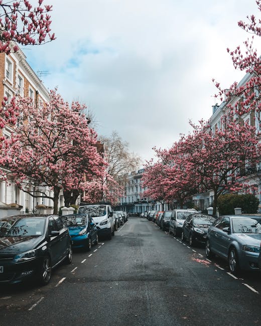 A residential street in South Kensington during daytime, lined with parked cars on both sides including sedans, hatchbacks, and small vans. The street is flanked by elegant Victorian-style terraced houses with white facades and decorative details. Pink blossom trees in full bloom line the pavement, their branches extending over the street and creating a canopy of flowers. The sky is partly cloudy with patches of blue visible. The scene captures a quiet, orderly neighbourhood typical of London, with the potential for home relocation and furniture transport services provided by Man and Van South Kensington, as suggested by the context of house removals and moving logistics.